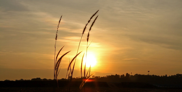 Lalang Grass At Sunset III