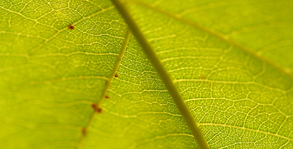 Green Leaf II