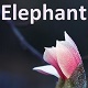 Elephant 1