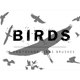 Birds Photoshop Brushes - GraphicRiver Item for Sale