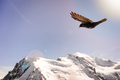 Alpine Chough (Pyrrhocorax graculus) flying against Alps mountai - PhotoDune Item for Sale