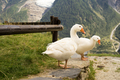 Three Geese in the Alpes of France - PhotoDune Item for Sale