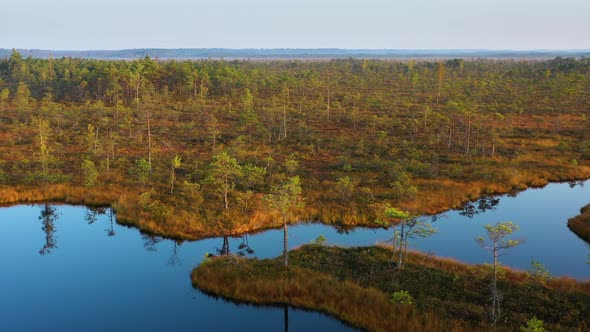 Peaceful swamp on reflective water in nature, tracking drone shot