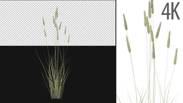Apline Grass Growing On Alpha alt