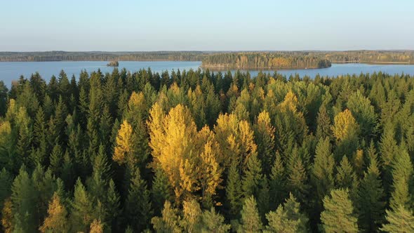 A View of the Golden Trees in the Middle of Lake Saimaa