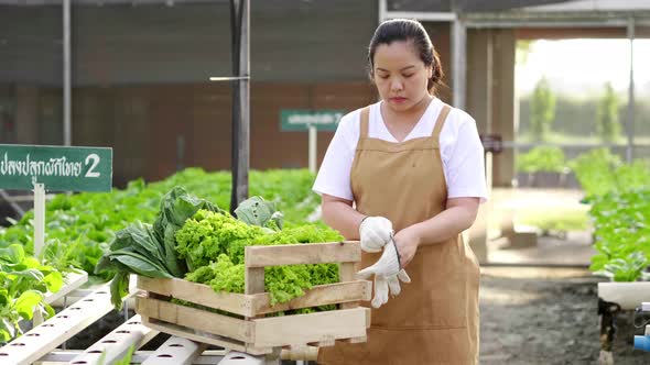 Asian farmer harvesting some hydroponic vegetables in a hydroponic farm