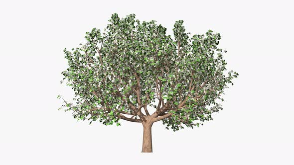 Four Seasons Tree Time Passing Concept alt