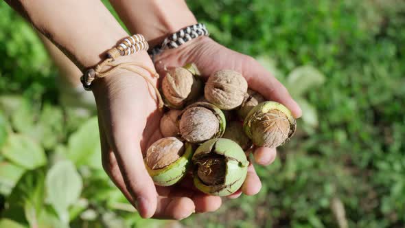 Green Walnuts in the Hands of a Male Farmer Closeup