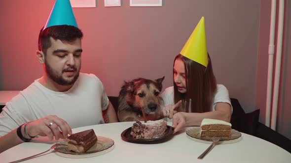 Dog's Birthday