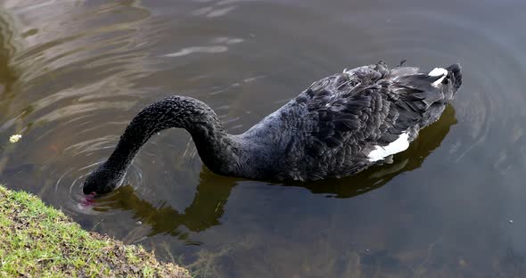Beautiful Black Swan Swims on the Lake Looking for Food