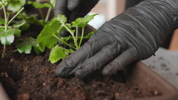 Womans Hands in the Black Rubber Gloves Transplanting Pelargonium Into the New Pot