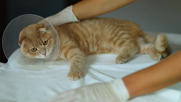 Veterinarian Doctor Is Making a Check Up of a Cute Beautiful Cat with Plastic Cone