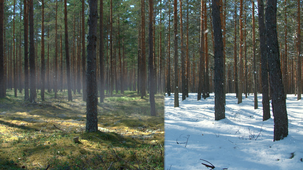 Summer To Winter Transition alt