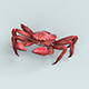 Christmas Island Red Crab - 3DOcean Item for Sale