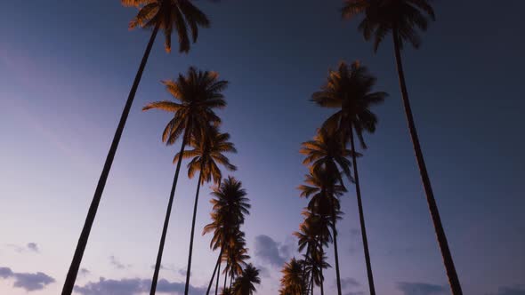 Driving Under Palm Trees at Sunset.