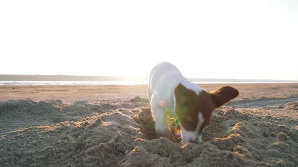 Little Jack Russell Puppy Playing on the Beach Digging Sand Slow Motion