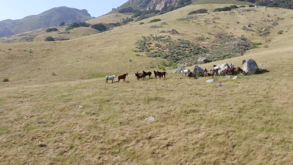 Forward Aerial Pan Flying Over Wild Horses on a Hill