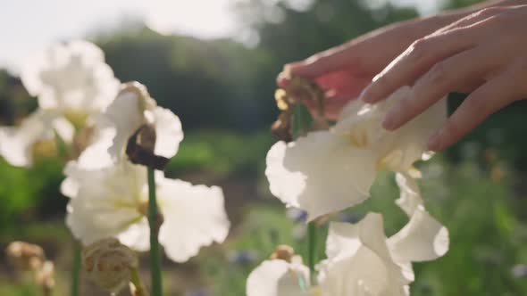 Female's hands touch the flowers of irises, tearing off the dried flowers. Close up