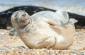happy seal pup - PhotoDune Item for Sale