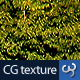 Forest Texture - 3DOcean Item for Sale