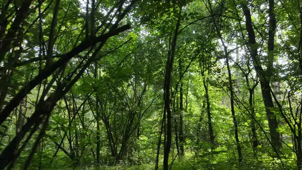 Green Forest with Trees By Day