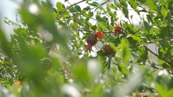 Pomegranate Orchids on Sunny Summer Day