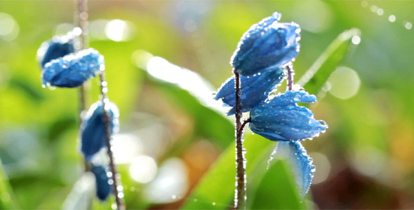 Spring Flowers