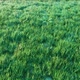 Natural Lawn Grass 4K - VideoHive Item for Sale