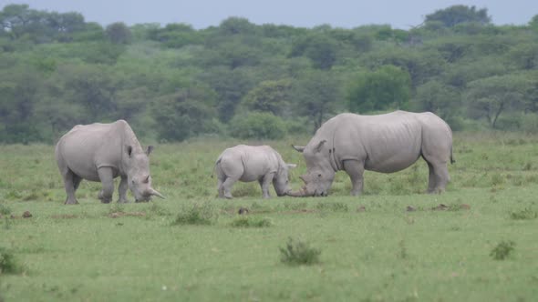 Herd of rhinos grazing at Khama Rhino Sanctuary