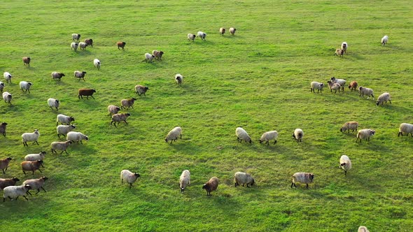 Sheep in a farm field of different varieties and ages. 