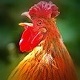 Rooster