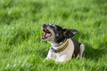 jack russell terrier - PhotoDune Item for Sale