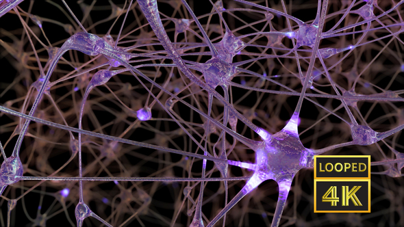 Network of Neurons and Synapses alt