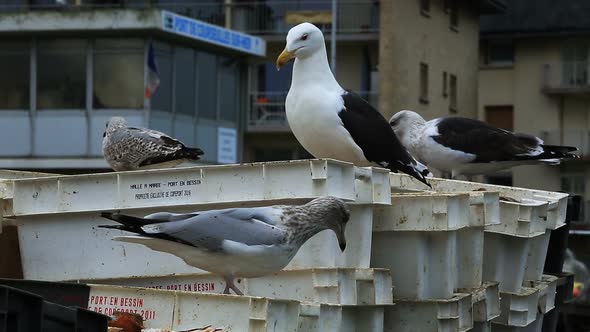 Gulls in an urban area, Courseulles sur Mer, Calvados, Normandy, France