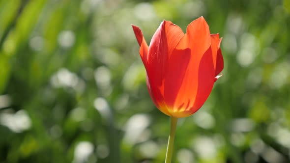 Red bulb of  Tulipa gesneriana flower close-up 4K 2160 30fps UltraHD footage - Elegant Didier tulip 