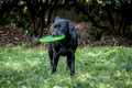 Dog with frisbee - PhotoDune Item for Sale
