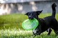 Dog & frisbee - PhotoDune Item for Sale