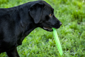 A labrador and a frisbee - PhotoDune Item for Sale