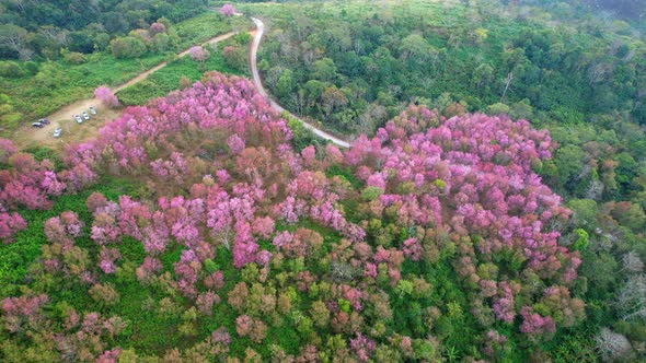 Top view over the Wild Himalayan Cherry Blossom (Prunus cerasoides) in the northern winter