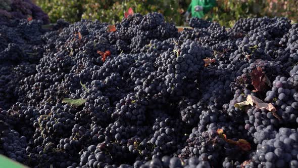 Abundance of ripe grapes in vineyard under sky