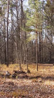 Vertical Video of a Beautiful Forest in the Afternoon Aerial View