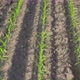 Low Altitude Aerial Drone Shot Over Green Corn Field Showing Large Leafs Maize Has Become Staple - VideoHive Item for Sale