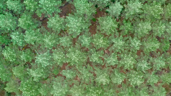 Drone Panorama of Pine Treetops