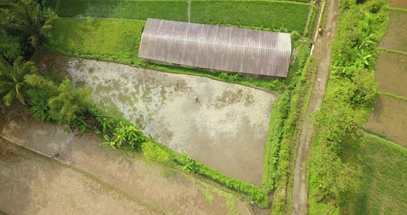 Aerial view of a farmer hoeing a field. Rice field taken from drone camera. Asian countryside. Fligh