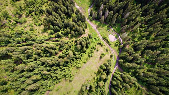 Aerial Shot of Green Forest