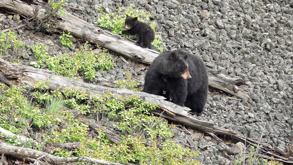 Sow black bear with 3 cubs on hillside in the wild