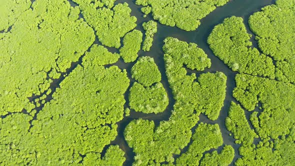Aerial View of Mangrove Forest and River.