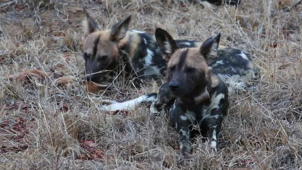 Two African Wild Dogs Laid Down, One Eating from an Animal Carcass