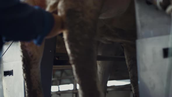 Cow Milking Process Technological Cowshed Close Up