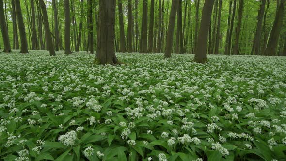 Ramson flowers in Hainich National Park, Thuringia, Germany